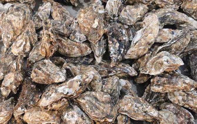 生蚝的做法蒸几分钟最好
