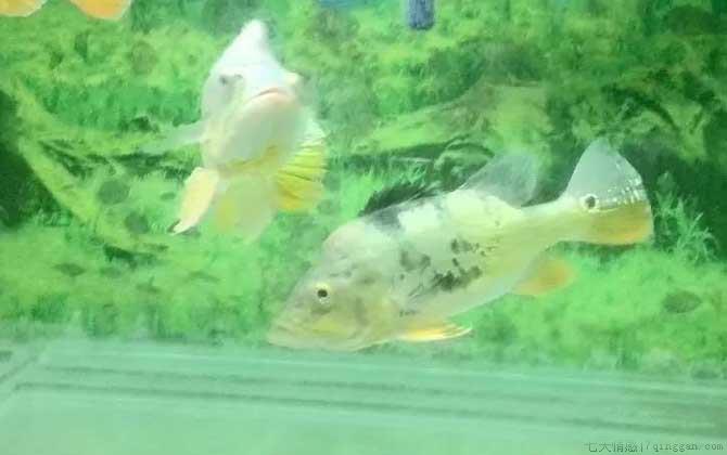 地图鱼不吃食怎么回事