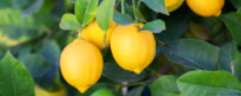 柠檬种植方法和注意事项