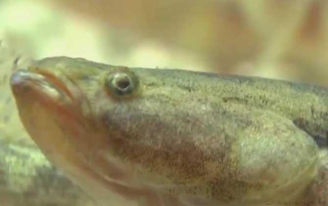 笋壳鱼是什么鱼