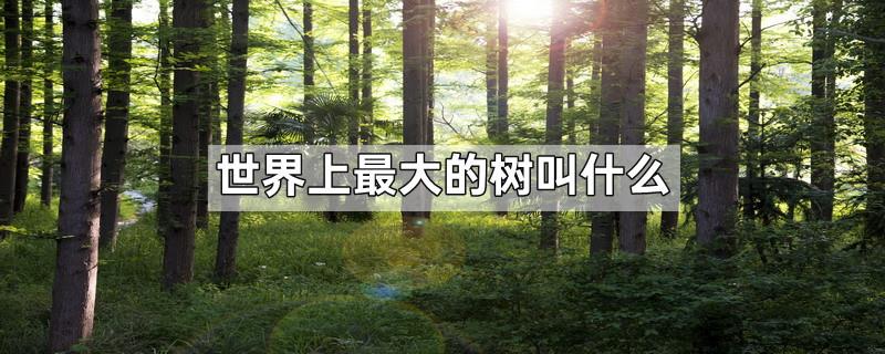 世界上最大的树叫什么