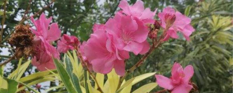 夹竹桃叶子煮水有毒吗