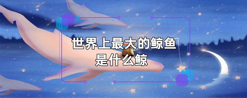 世界上最大的鲸鱼是什么鲸