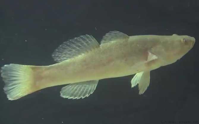 笋壳鱼是什么鱼