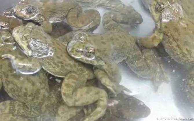 石蚌是什么动物
