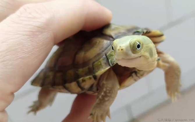 石板龟是什么龟