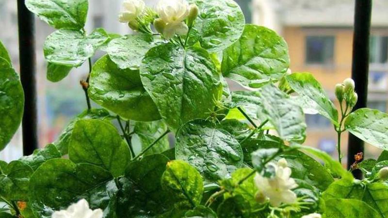 茉莉花的养殖方法和注意事项