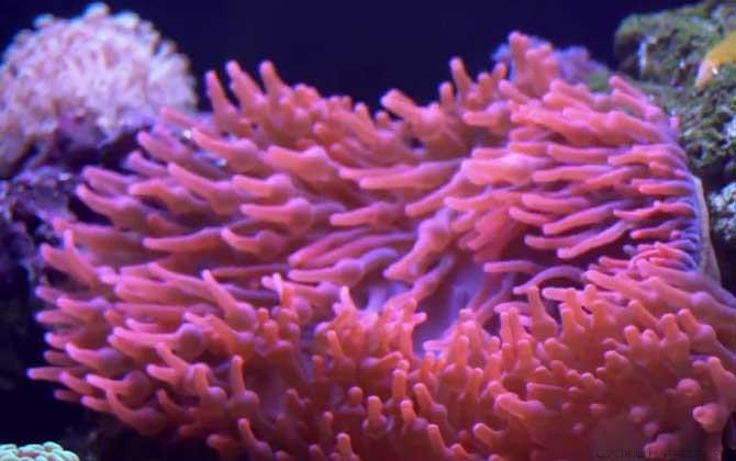 海葵是什么动物