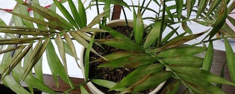袖珍椰子怎么修剪