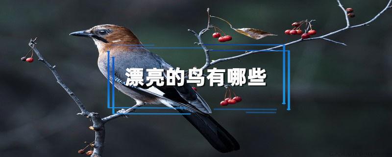 漂亮的鸟有哪些