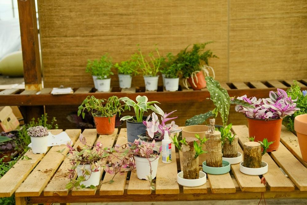 猫眼竹芋怎么繁殖，什么时候繁殖