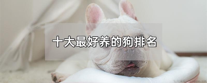 十大最好养的狗排名