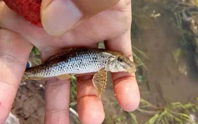 棒花鱼是什么鱼