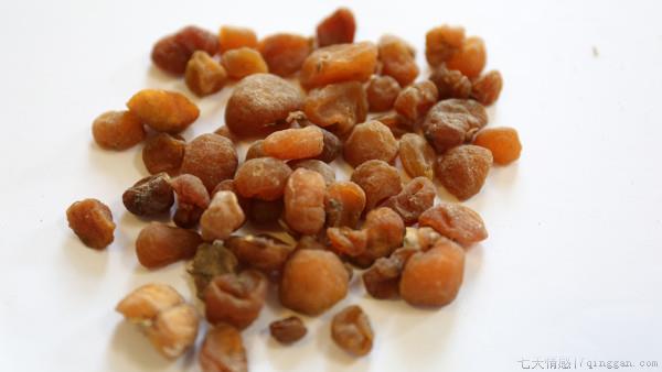 女贞子的功效与作用及食用方法