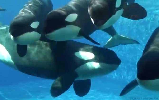 虎鲸vs大白鲨谁厉害