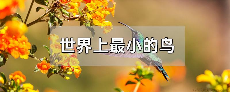 世界上最小的鸟