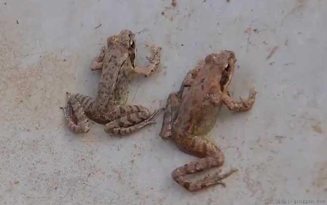 林蛙是什么动物