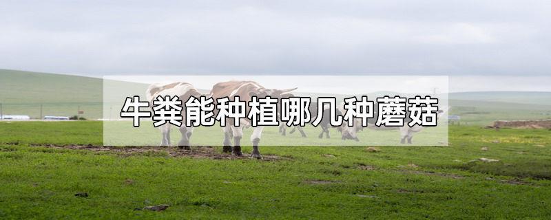 牛粪能种植哪几种蘑菇