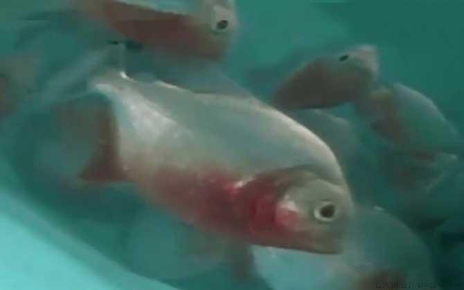 食人鱼能吃吗