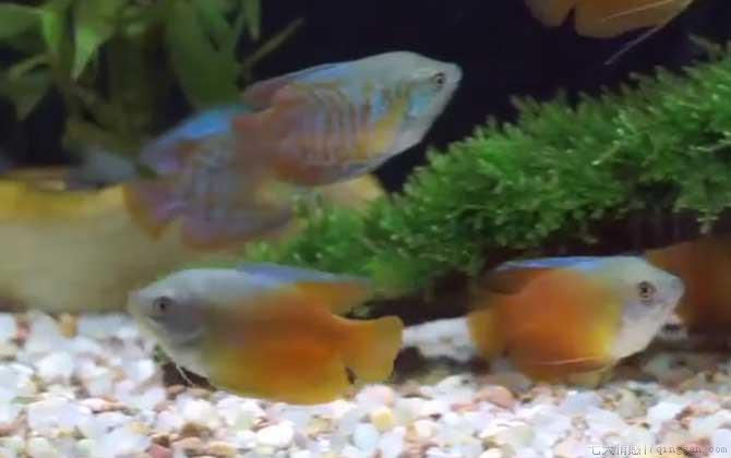 丽丽鱼是什么鱼
