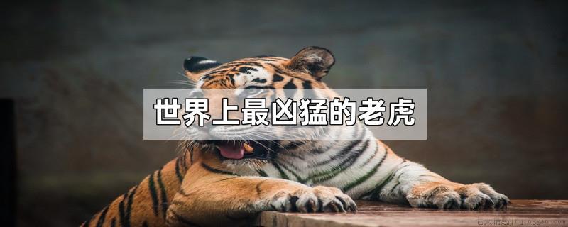 世界上最凶猛的老虎