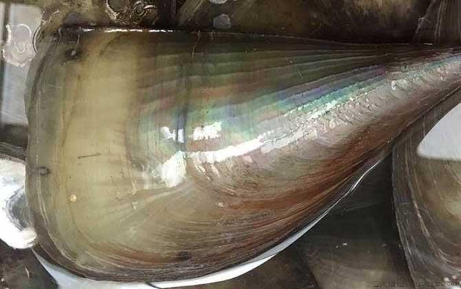 江瑶是什么贝类