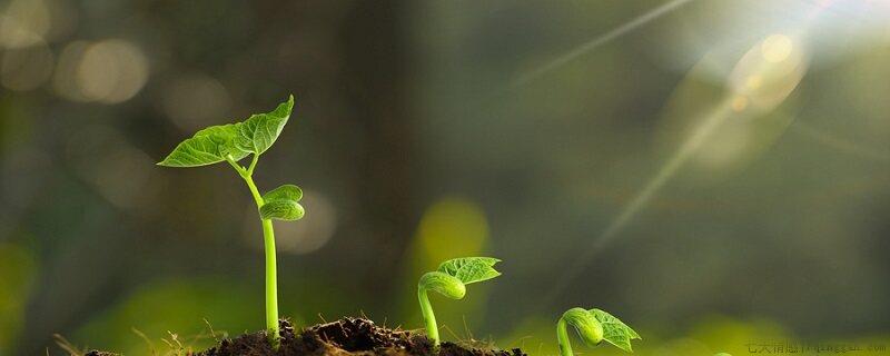 植物为什么会向一边倾斜