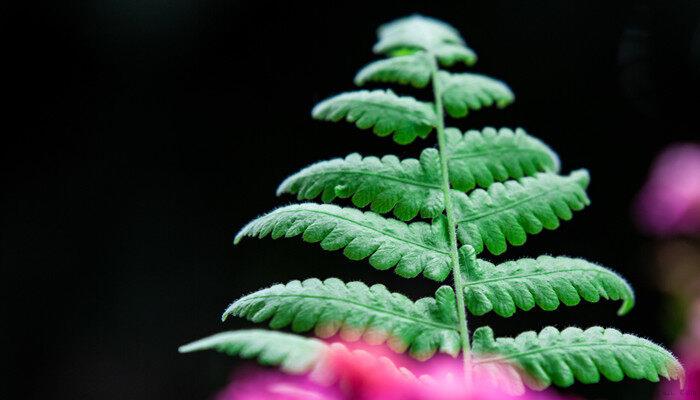 常见的蕨类植物图片及名称