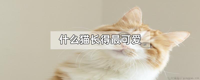 什么猫长得最可爱
