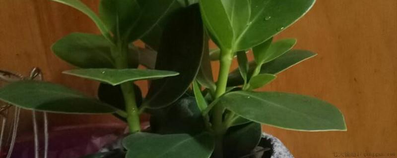 招财树春天怎么剪枝