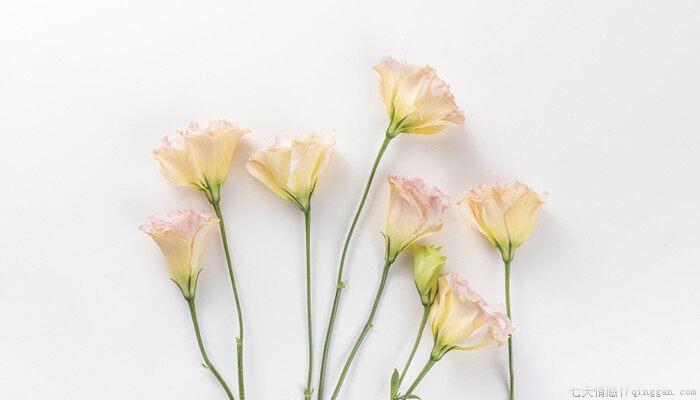 送老师洋桔梗可以吗