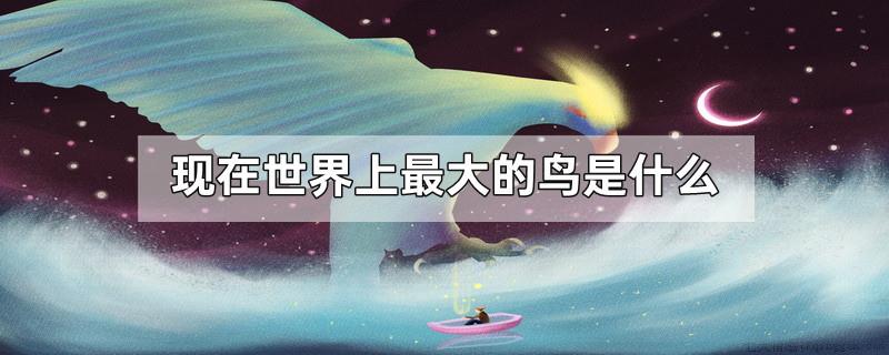 现在世界上最大的鸟是什么
