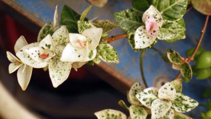 五彩络石怎么养