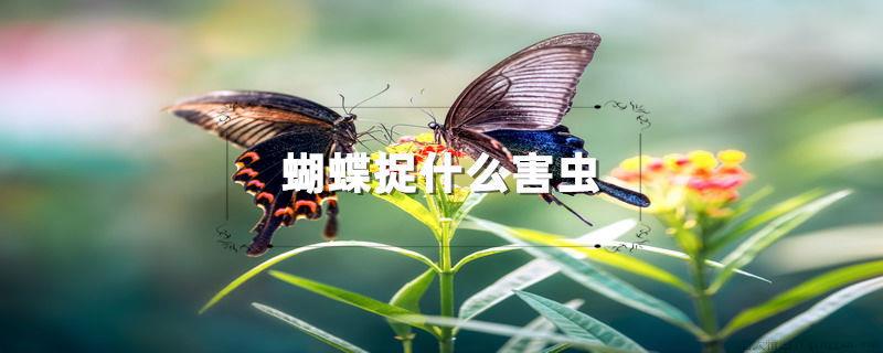 蝴蝶捉什么害虫
