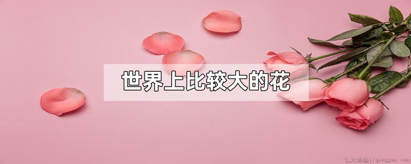世界上比较大的花