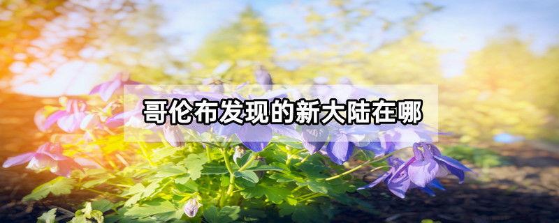 哥伦布发现的新大陆在哪