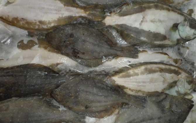 偏口鱼是什么鱼