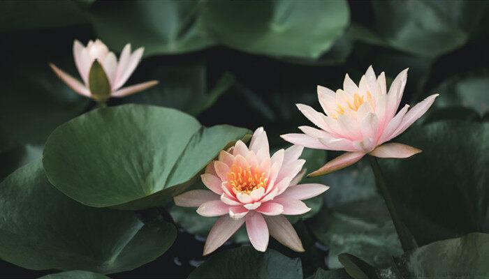 靠水传播的种子5种