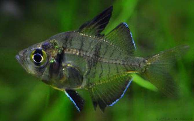 玻璃拉拉鱼是什么鱼