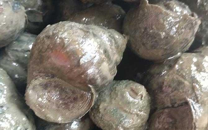 田螺吃什么食物