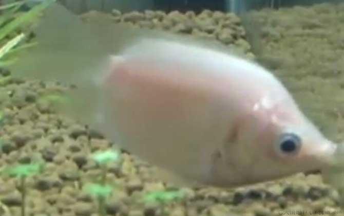 接吻鱼吃什么食物