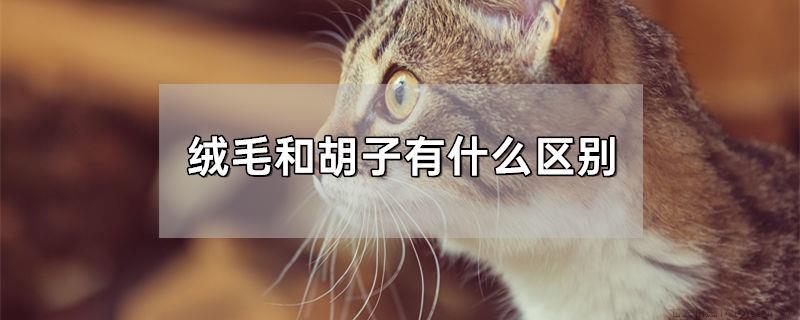 绒毛和胡子有什么区别