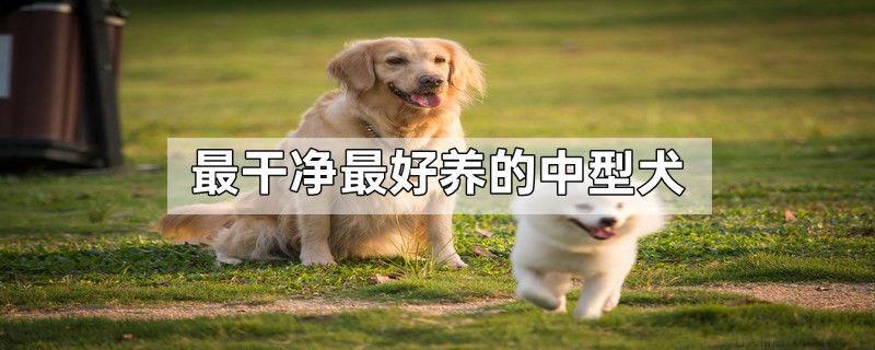 最干净最好养的中型犬