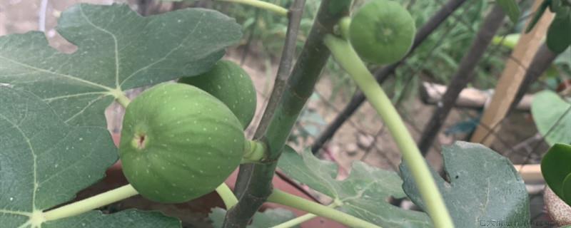无花果开始挂果一定要打顶吗