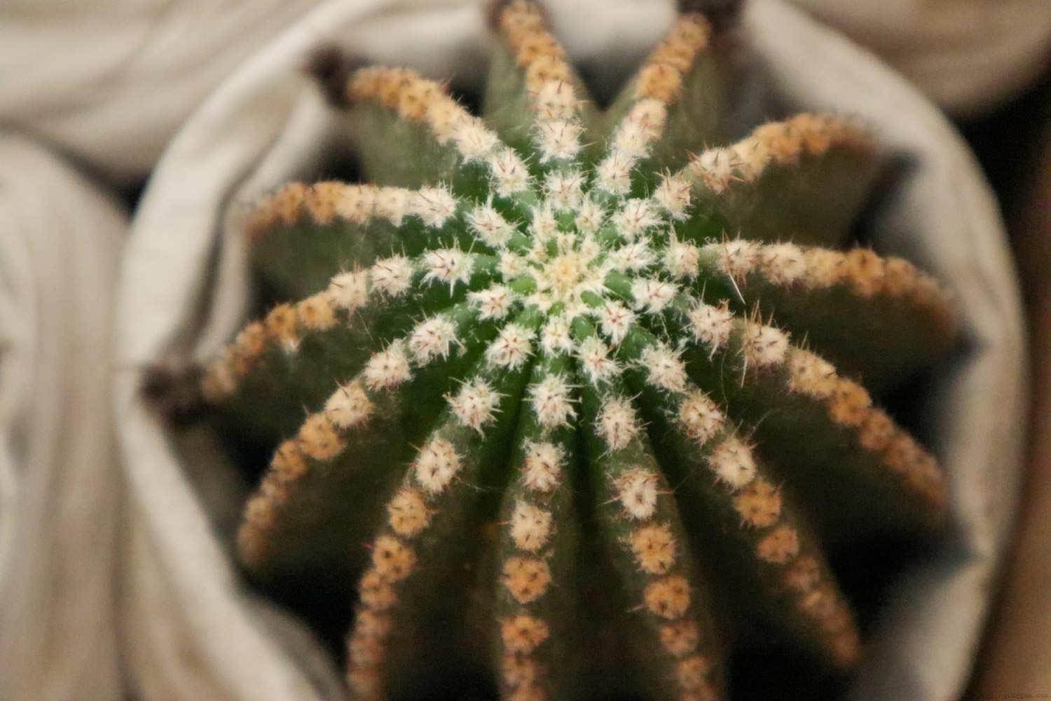 耐旱的花有哪些