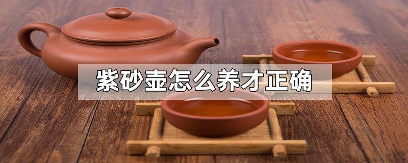 紫砂壶怎么养才正确