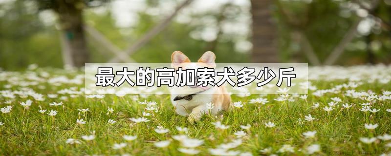 最大的高加索犬多少斤