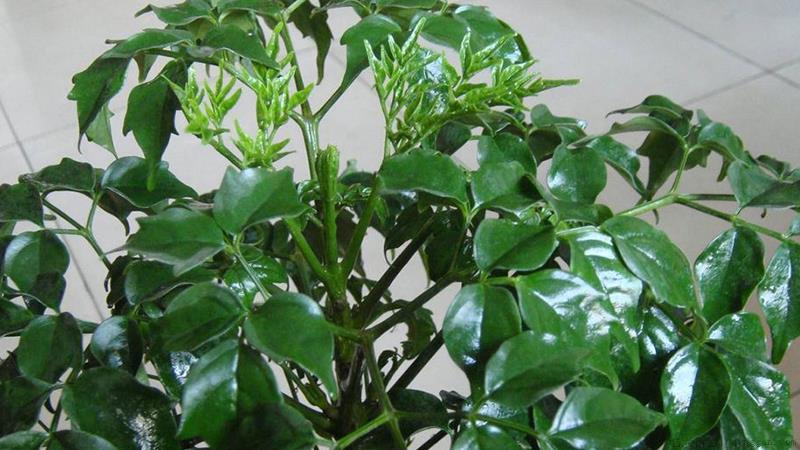 幸福树开花什么预兆