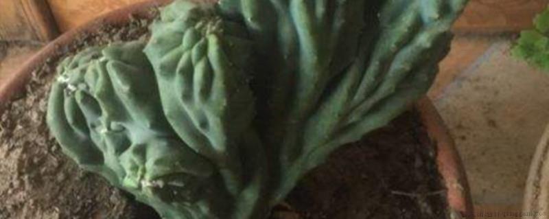 龙神木怎么长侧芽