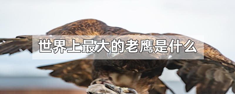 世界上最大的老鹰是什么